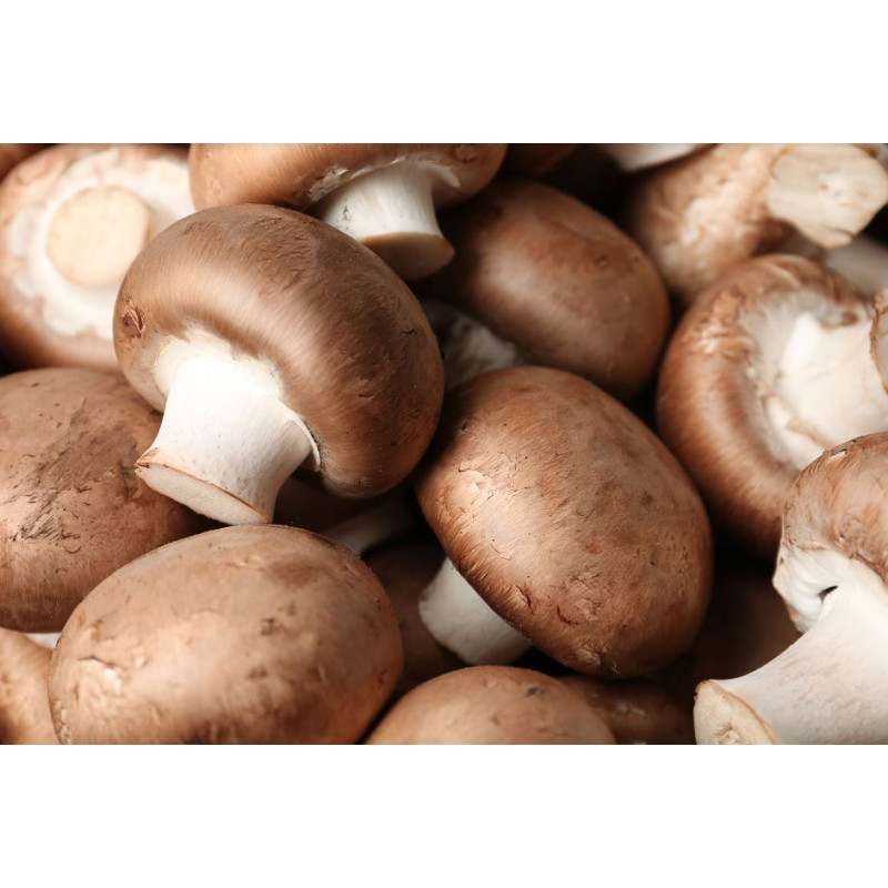 Cogumelos